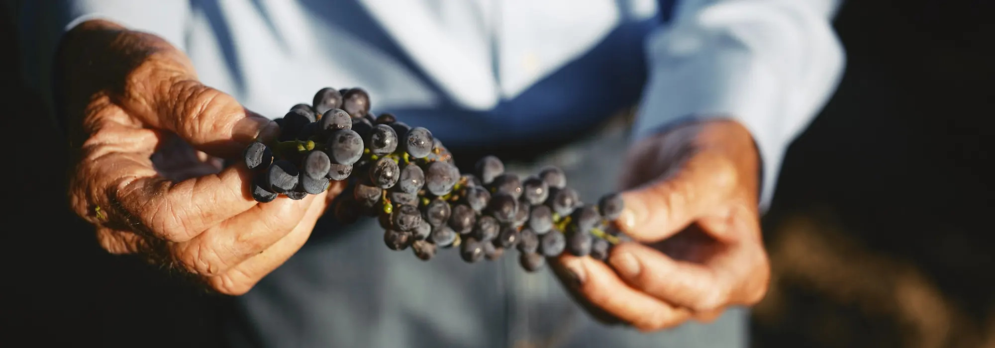 Robert Renzoni Vineyards  Temecula Valley Winegrowers Association